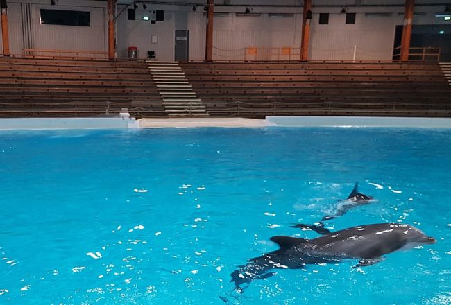 Featured image: Confined and trained to perform for applause, these intelligent and far-ranging beings are reduced to mere entertainers in a barren tank. In between shows, they languish at the surface, with nothing to do and nothing to explore. Kolmården Zoo has profited from dolphin shows for decades, and even now, as it moves toward closing the dolphin stadium, it has yet to acknowledge the undeniable suffering captivity has caused these animals. Credit: Creative Commons Attribution-Share Alike 4.0 International license, author: Kigsz