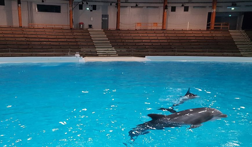 Featured image: Confined and trained to perform for applause, these intelligent and far-ranging beings are reduced to mere entertainers in a barren tank. In between shows, they languish at the surface, with nothing to do and nothing to explore. Kolmården Zoo has profited from dolphin shows for decades, and even now, as it moves toward closing the dolphin stadium, it has yet to acknowledge the undeniable suffering captivity has caused these animals. Credit: Creative Commons Attribution-Share Alike 4.0 International license, author: Kigsz
