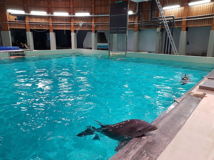 In Kolmården Zoo's dolphin stadium, two dolphins drift in a world of concrete and steel, stripped of everything that makes a dolphin’s life worth living. Credit: Creative Commons Attribution-Share Alike 4.0 International license, author: Kigsz