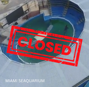 MSQ closed