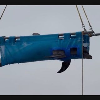 Wild-caught bottlenose dolphin is transported to an unknown destination for “life” in captivity, Taiji, Japan