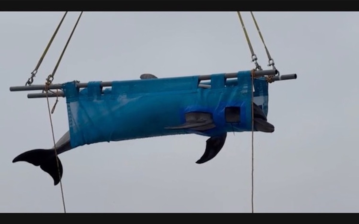 Wild-caught bottlenose dolphin is transported to an unknown destination for a “life” in captivity, Taiji, Japan