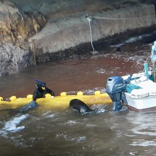 Hunters push juvenile pilot whales away as adults are prepared to be slaughtered, Taiji, Japan.