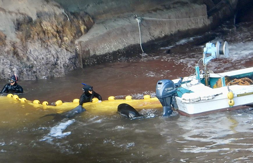 Hunters push juvenile pilot whales away as adults are prepared to be slaughtered, Taiji, Japan.