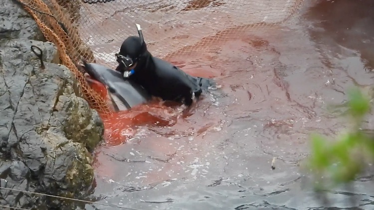 In Taiji's Cove, a diver grabs a striped dolphin. Its beak torn, blood flowing—a scene of sheer brutality. That anyone could try to justify this is beyond belief.