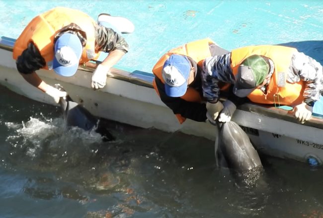 Dolphins trapped and killed in Taiji's Cove. It's a brutal, barbaric practice that leaves no doubt about the suffering inflicted.