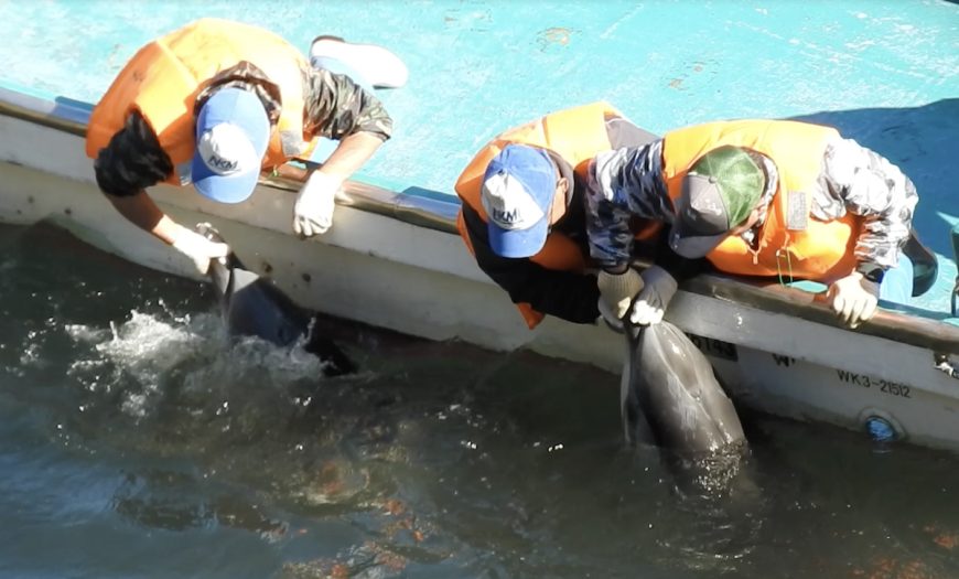 Dolphins trapped and killed in Taiji's Cove. It's a brutal, barbaric practice that leaves no doubt about the suffering inflicted.