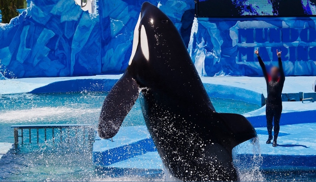 Kshamenk, Mundo Marino, Argentina. Credit: Emanuel Ubeira