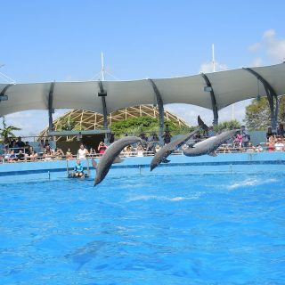 Miami Seaquarium dolphins, Miami, Florida. Credit: Creative Commons Attribution-Share Alike 3.0 Unported license. Author: Pietro