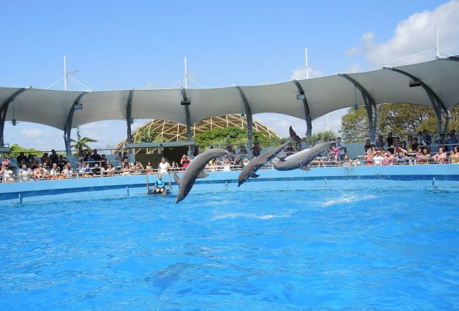 Miami Seaquarium dolphins, Miami, Florida. Credit: Creative Commons Attribution-Share Alike 3.0 Unported license. Author: Pietro