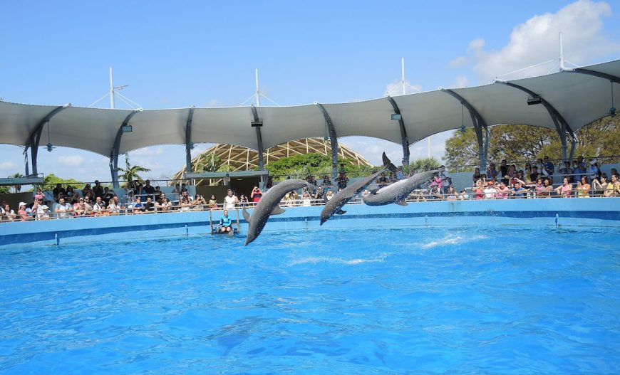 Miami Seaquarium dolphins, Miami, Florida. Credit: Creative Commons Attribution-Share Alike 3.0 Unported license. Author: Pietro