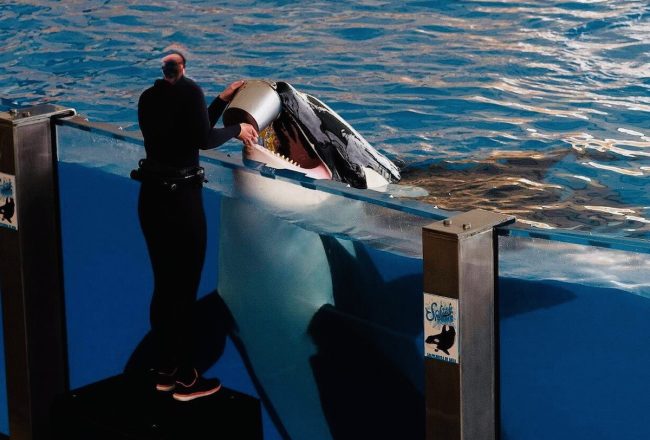 In the wild, orcas are apex predators that hunt cooperatively, relying on intelligence, communication, and teamwork to catch their food. In captivity, however, orcas like Tekoa have no choice in how to feed themselves and depend entirely on their trainers, highlighting the unnatural restrictions of life in tanks. Credit: Philip Coburn (provided by Sara Farrell); Inherently Wild: https://inherentlywild.co.uk