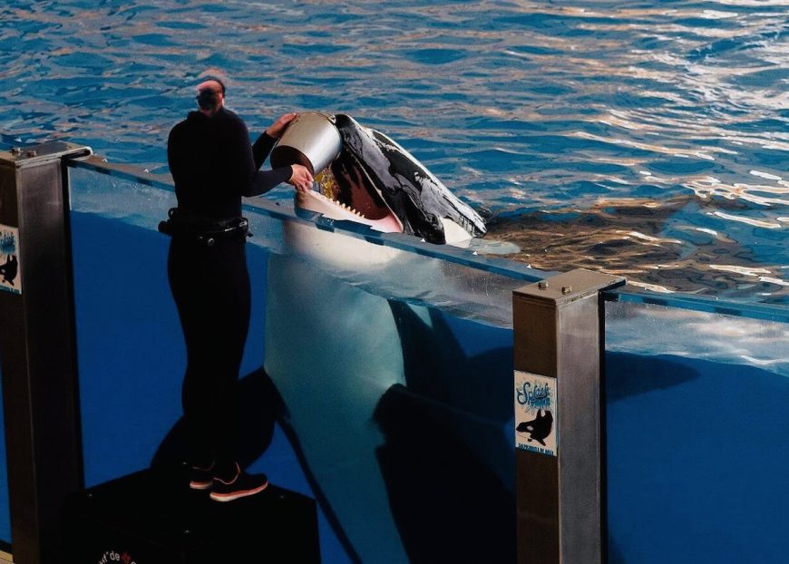 In the wild, orcas are apex predators that hunt cooperatively, relying on intelligence, communication, and teamwork to catch their food. In captivity, however, orcas like Tekoa have no choice in how to feed themselves and depend entirely on their trainers, highlighting the unnatural restrictions of life in tanks. Credit: Philip Coburn (provided by Sara Farrell); Inherently Wild: https://inherentlywild.co.uk