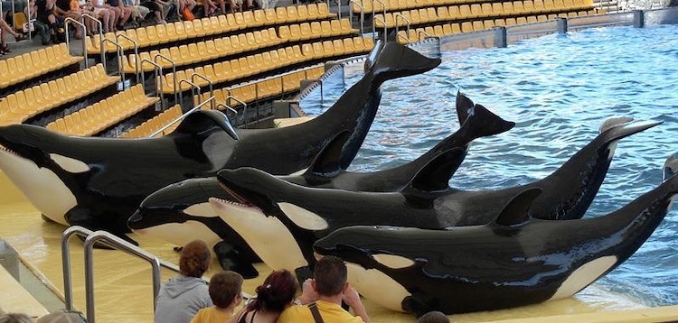 From left to right: Keto, Kohana, Tekoa, and Skyla on the concrete slide-out at Loro Parque´s orca show stadium. Today, Tekoa is the only survivor of the original four orcas sent from SeaWorld in the United States in 2006. Despite overwhelming scientific evidence that orcas belong in the oceans, not performing tricks in tanks, Loro Parque continues to advertise its orca collection as a "must-see" tourist attraction. Credit: Valentin666; Inherently Wild: https://inherentlywild.co.uk