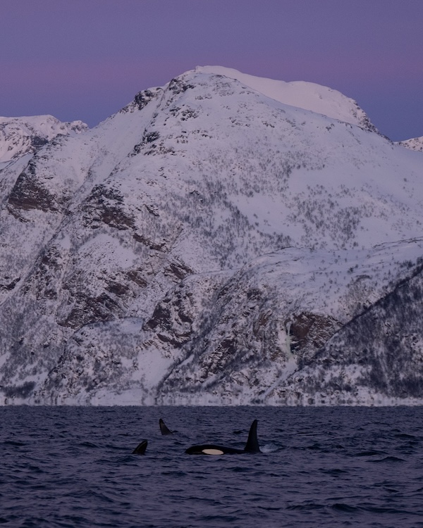 A pod or orcas off the coast of Norway hunts herring with the precision of apex predators. It's a stark paradox that marine parks like SeaWorld and Loro Parque confine these intelligent, socially complex beings to tiny show stadiums, training them to perform tricks for food rewards of dead fish, and reducing them to submissive beggars and performers.
