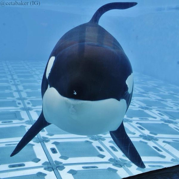 This image of Katina exposes the stark emptiness of the tanks where captive orcas are forced to live. Knowing what we do about their extraordinary intelligence, it is heartbreaking that they remain confined in such barren, outdated conditions. Credit: @cetabaker (IG), Inherently Wild: https://inherentlywild.co.uk
