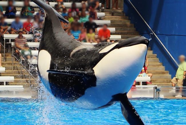 Katina was made to perform and produce offspring at SeaWorld, all under the guise of teaching respect for nature. In truth, her life was spent in concrete tanks, far from her pod and the ocean off Iceland she was meant to call home. Credit: @cetabaker, Inherently Wild: https://inherentlywild.co.uk