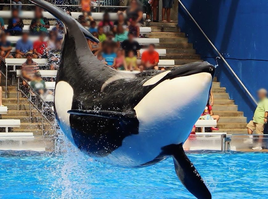 Katina was made to perform and produce offspring at SeaWorld, all under the guise of teaching respect for nature. In truth, her life was spent in concrete tanks, far from her pod and the ocean off Iceland she was meant to call home. Credit: @cetabaker, Inherently Wild: https://inherentlywild.co.uk