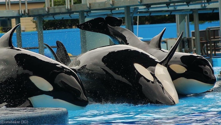 Of the more than 50 orcas captured from Icelandic waters during operations in the 1970s and '80s, only two individuals remain alive today: Ulises at SeaWorld San Diego in the USA, and Stella at Kobe Suma Sea World in Japan. Katina (pictured in the middle) was captured off Iceland in October 1978 and flown by cargo plane to Marineland in Ontario, Canada the following month. SeaWorld purchased her in 1979 and repeatedly moved her between its locations in Ohio and San Diego. In the fall of 1984, SeaWorld transferred her to its location in Orlando, where she was euthanized last month. Credit: @cetabaker (IG), Inherently Wild: https://inherentlywild.co.uk