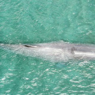 Sperm whale rescue, West Bali, Indonesia, 12-23-25.