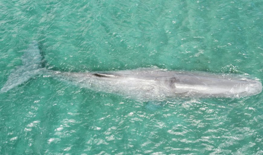 Sperm whale rescue, West Bali, Indonesia, 12-23-25.
