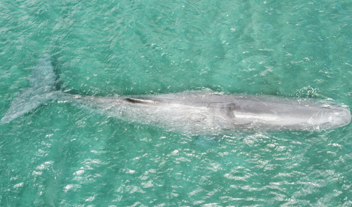 Sperm whale rescue, West Bali, Indonesia, 12-23-25.