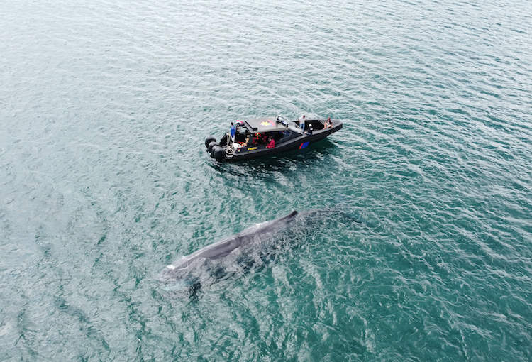 Guiding the stranded sperm whale out to deeper water, West Bali, Indonesia, 12-23-25