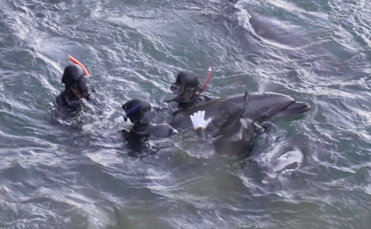 After driving in a pod of wild bottlenose dolphins into the Cove, the mammals are wrangled under tarps to undergo “inspection” during captive selection, Taiji, Japan. C