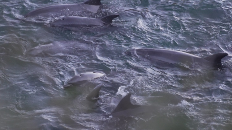 The pod of bottlenose dolphins, from the young to the old, swim closely together after being driven into the Cove, Taiji, Japan.