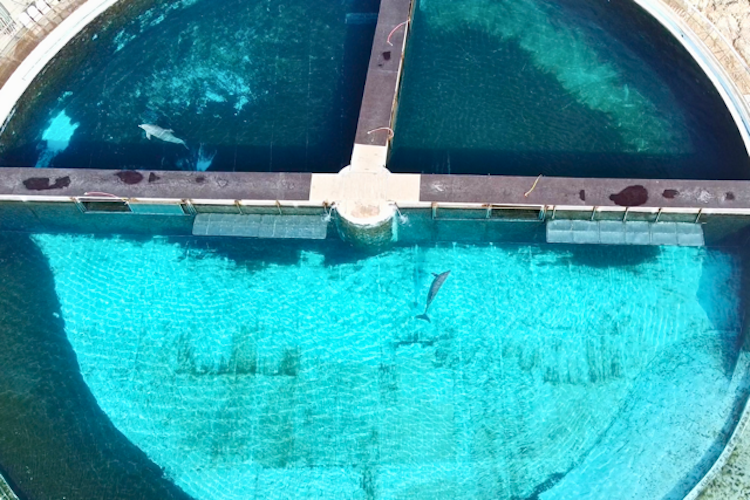 According to a so-called "science-based" assessment, this concrete enclosure meets current welfare standards. In nature, dolphins can swim vast distances, hunt cooperatively, and shape their own social lives — freedoms a small, barren space like this can never provide. Legal compliance cannot replace true and meaningful welfare. Credit: Waves Not Walls