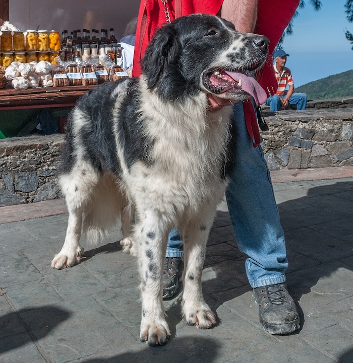 A person and her dog, showing the companionship possible with animals adapted to the human world. Unlike dolphins, dogs were shaped by thousands of years of selective breeding. Licensed under the Creative Commons Attribution-Share Alike 3.0 Unported license, author: Wilfredor