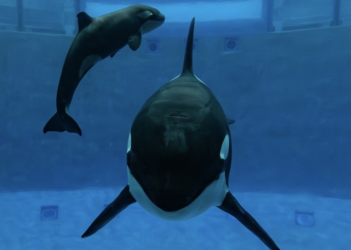 Naya, who is the last survivor of three wild-caught orcas at Moskvarium in Russia, gave birth on December 29th 2023. The calf, a female, died just 28 days later, on January 26th. With the death of her daughter, Naya is once again all alone. Moskvarium opened to the public in August 2015 with a young male named Nord and two young female orcas named Narnia and Juliette. (”Juliette” was Naya’s previous stage name.) They were captured during the period 2012-2014, and both Narnia and Nord have since died. CREDIT: Moskvarium; Inherently Wild: https://inherentlywild.co.uk/najas-gallery/