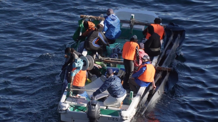Freshly-caught dolphins now face a life of captivity -- a life fraught with uncertainty, Taiji, Japan.