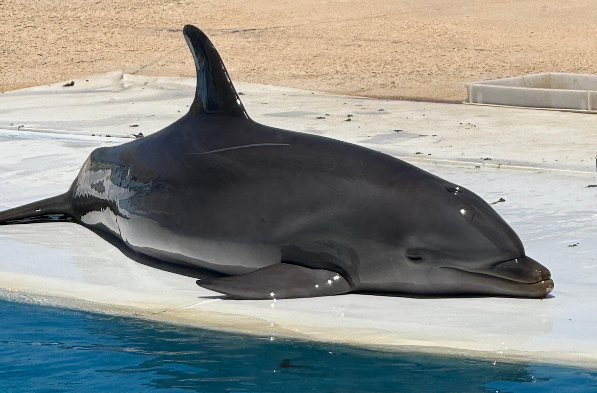 Beached on the concrete floor of the show stadium, this dolphin is forced into an environment completely unnatural for his abilities and behaviors. Lifelong confinement reduces these ocean-roaming predators to mere props for human entertainment. With everything science tells us about dolphins’ astounding intelligence, highly evolved communication skills, and complex foraging techniques, it is preposterous that it is still legal to confine them under such outdated and poor conditions. Credit: Waves Not Walls