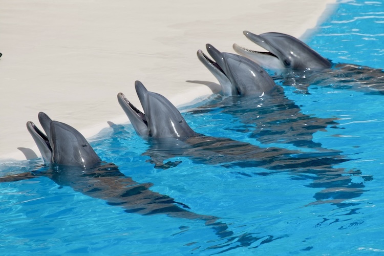 Dolphins trapped in a tank remain powerful, streamlined, and inquisitive marine mammals. They are capable of fast swimming, diving, echolocation, and complex social behaviors, just like their wild counterparts. Suggesting that captive dolphins are domesticated like dogs misunderstands their biology and evolution. Credit: Helene O'Barry