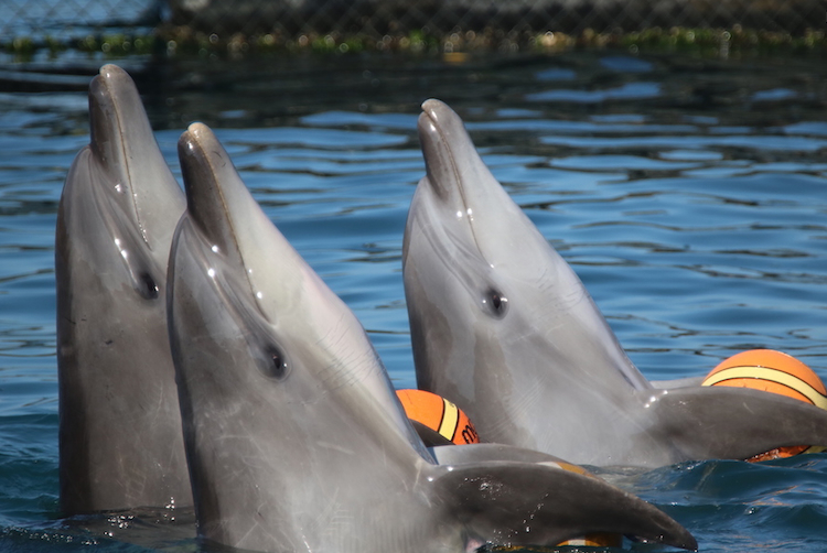 “Life in captivity is no life at all. Credit: DolphinProject.org