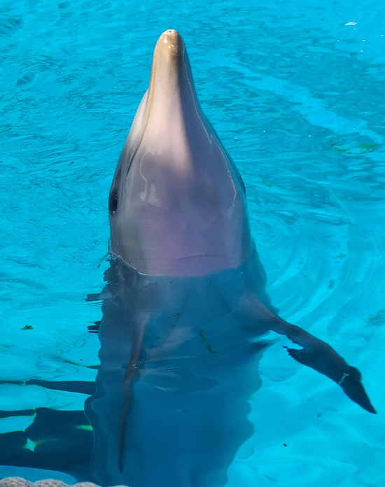At Mediterraneo Marine Park, dolphins are displayed for visitors and trained to perform on cue. Their days revolve around human entertainment rather than their natural behaviors, turning these intelligent beings into tourist attractions. Credit: Waves Not Walls