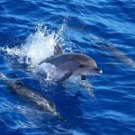 WIld dolphins swimming freely, demonstrating the highly evolved social, navigational, and physical behaviors that cannot be replicated in captivity. Licensed under Pixaby content license.