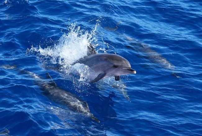 WIld dolphins swimming freely, demonstrating the highly evolved social, navigational, and physical behaviors that cannot be replicated in captivity. Licensed under Pixaby content license.