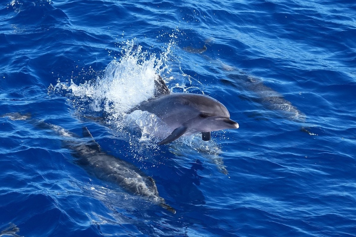 WIld dolphins swimming freely, demonstrating the highly evolved social, navigational, and physical behaviors that cannot be replicated in captivity. Licensed under Pixaby content license.