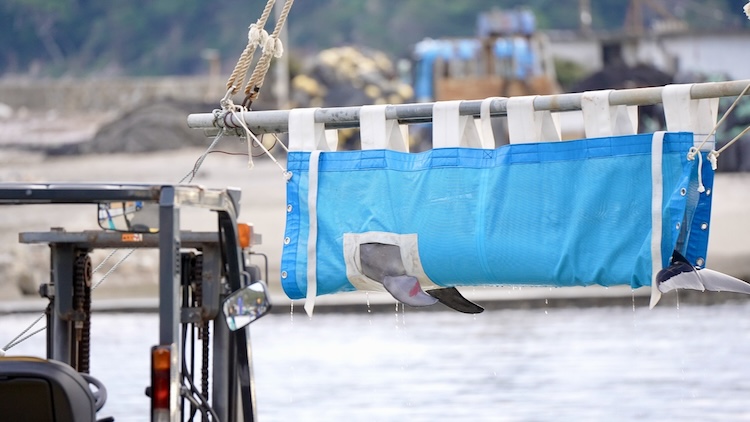 Blood is seen on the pectoral fin of a bottlenose dolphin being transferred in a sling.
