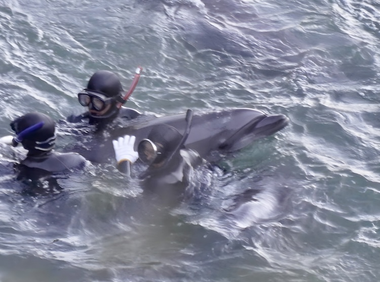 Divers grab a bottlenose dolphin during brutal captive selection process