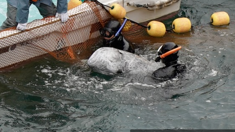 Divers wrestle a Risso’s dolphin over to the skiff to be carried under the tarps