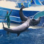 Blue Horizon Dolphin Show, SeaWorld San Diego (2012), credit: Creative Commons Attribution 2.0 Generic license, author: Curimedia | Photography