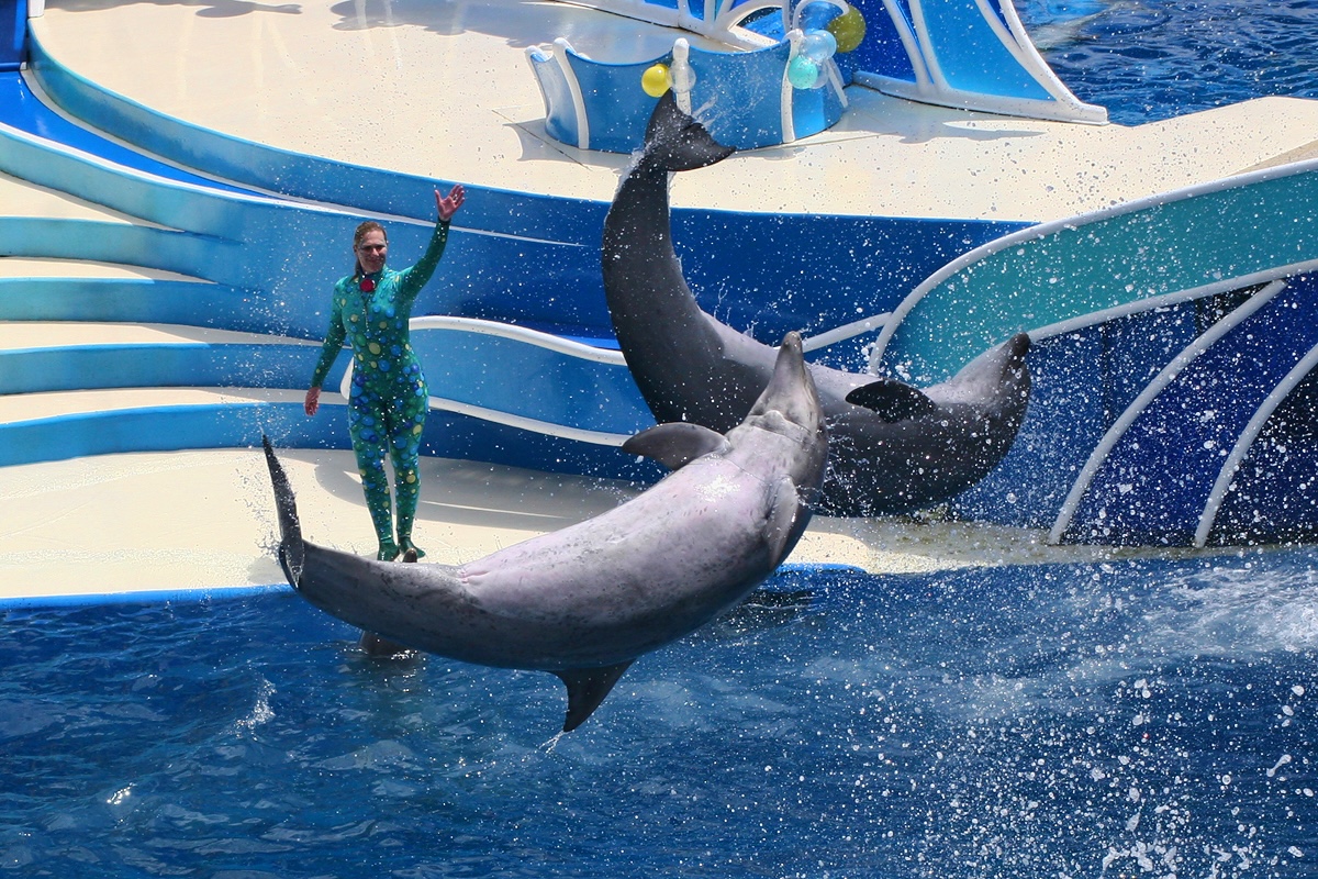 Blue Horizon Dolphin Show, SeaWorld San Diego (2012), credit: Creative Commons Attribution 2.0 Generic license, author: Curimedia | Photography