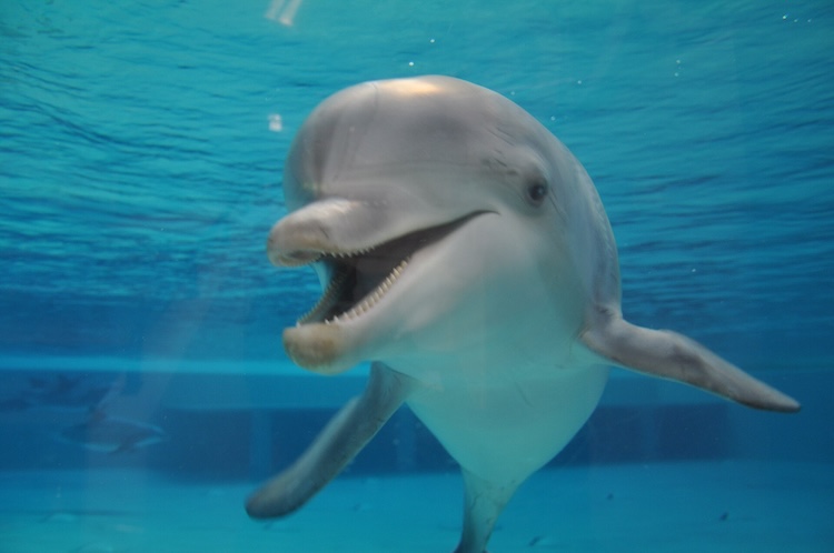 A dolphin peers through the glass at Kolmården Zoo's indoor dolphin stadium in Sweden. The facility, in operation for nearly six decades, recently failed an inspection after authorities identified deficiencies in animal husbandry. Credit: Creative Commons Attribution-Share Alike 3.0 Unported license, author: Zoostar
