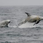 Risso’s dolphins swimming wild and free, Monterey, California