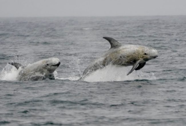 Risso’s dolphins swimming wild and free, Monterey, California