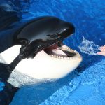 According to online reports, Sumar's mother, Taima, showed aggression toward him when he was still very young, and he was eventually separated from her. Credit: Katerina Studios; Inherently Wild: https://inherentlywild.co.uk/sumars-gallery/