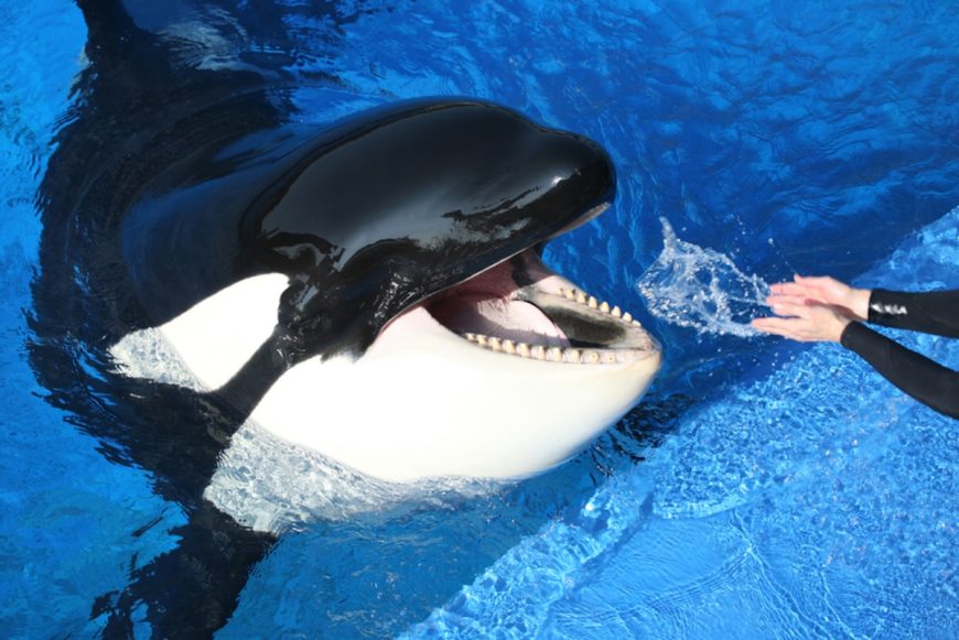 According to online reports, Sumar's mother, Taima, showed aggression toward him when he was still very young, and he was eventually separated from her. Credit: Katerina Studios; Inherently Wild: https://inherentlywild.co.uk/sumars-gallery/